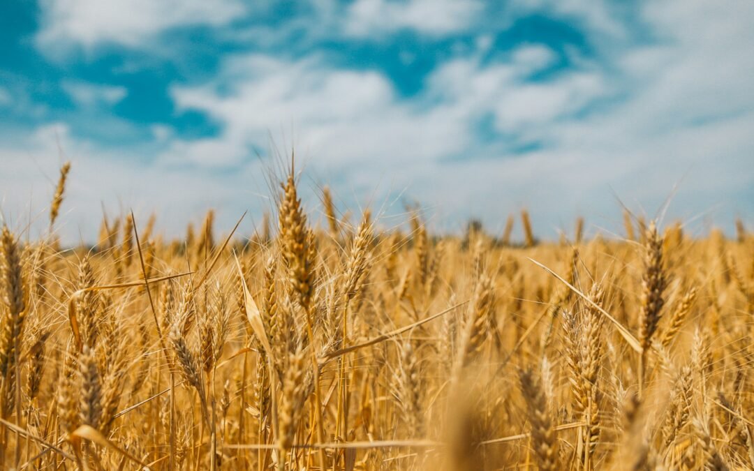 Shavuot an Appointed Time